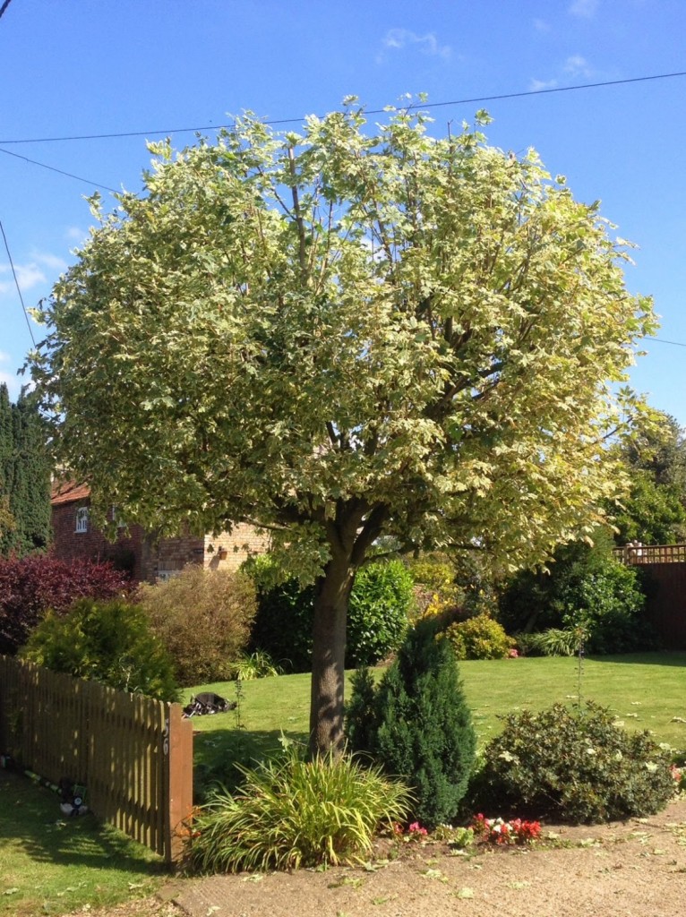 Acer Drummondii