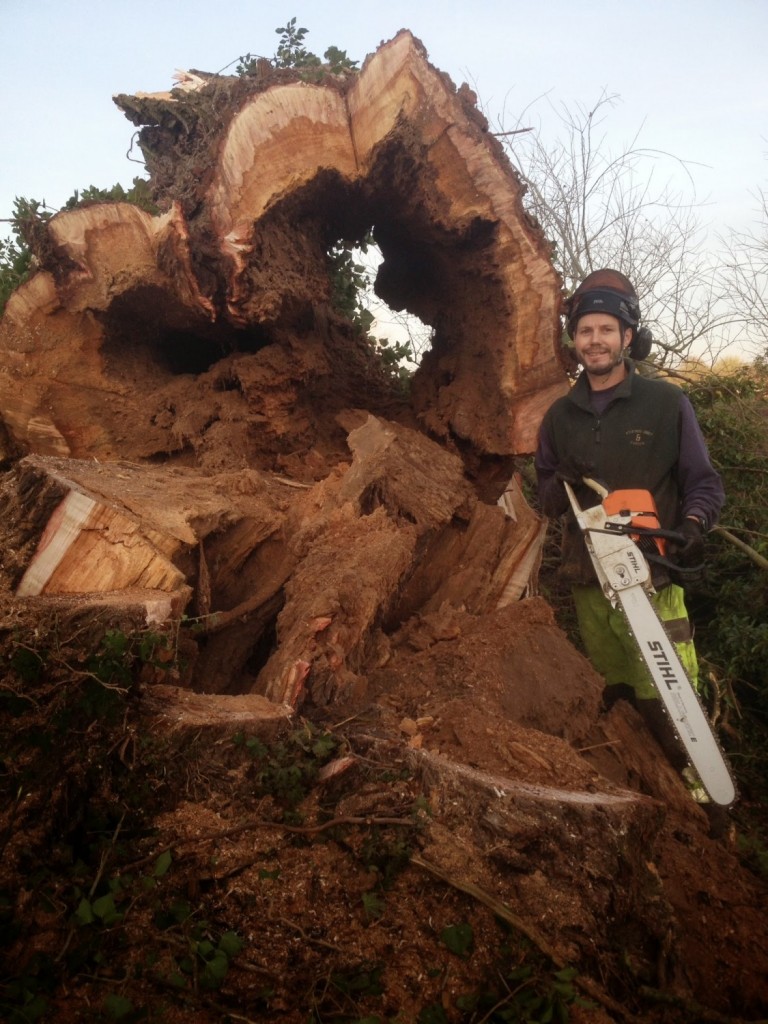 Felling Willow Tree